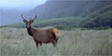 roosevelt elk standing in tall grass in prairie creek redwood park